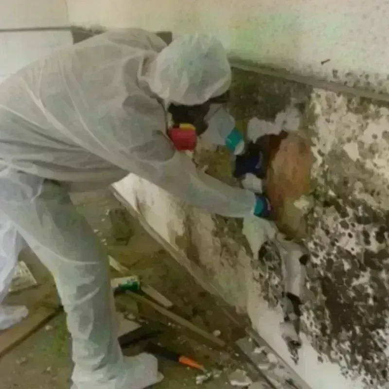 Mold Remediation and Removal in Downieville, CA